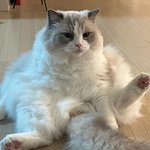 [고양이] 슬의생 우주닮은 울집 고양이 보고가 ,,