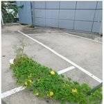 정화조에서 참외가??