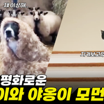 오늘도 평화로운 댕댕이와 <b>야옹</b>이 모음집