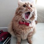 냥이가 <b>독특</b>한 예술 작품이라는 증거