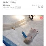 [댓글부탁해] <b>볼살</b> 많으면 앞머리 있 vs 없?