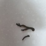 김치속에  이게 뭔가요?