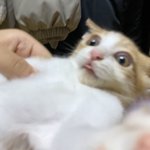 <b>울집</b> 고양이 ㄹㅈㄷ표정