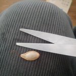 호박씨 빨리 까는법