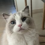 [고양이] 울집 애깅 또 보고가요