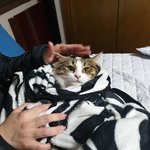 [고양이] 슬기로운 <b>임</b><b>보</b>생활2[유기묘 임시보호하기]