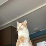 [꼭조언부탁] 고양이가 강아지를 너무너무 물어요 도와주세요ㅠㅠ