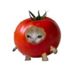 <b>논술</b> 보러 안가면 부모님한테