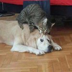 갱얼쥐 <b>수난</b>시대