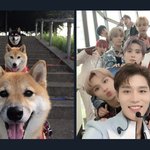 [NCT칠프] 소중한 <b>강지</b>들