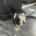 [고양이] <b>간택</b>당한썰