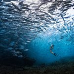 [댓글부탁해] 경이로운 바다 <b>생물</b>