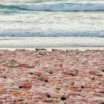 해변서 드러누운 알몸男女 2500명, 알고보니 이유 있었다