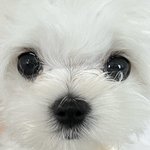 [<b>강아지</b>] 우리집 <b>강아지</b>도 귀여워용