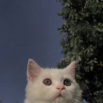 <b>사슴</b>상이 어떤 느낌이야?