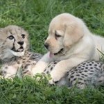 [NCT드림] <b>잉거</b>  마쿠랑 제노