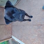 어쩌다 개를데려왔습니다.