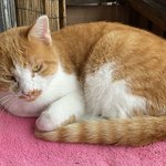 [댓글부탁해] <b>괭이</b> 귀엽다 추반