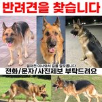 [이것좀봐줘] 제발 봐주세요!!반려견을 찾습니다