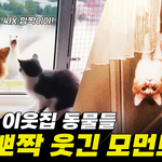 <b>귀염</b>뽀짝 야옹이와 댕댕이 모먼트