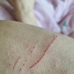 [고양이] 슬기로운 <b>임</b><b>보</b>생활3[유기묘 임시보호하기]