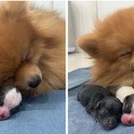 팔불출 <b>댕댕이들</b>