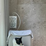 [고양이] 며칠전 간택당한글쓴<b>이임</b> 우리 하루 더 보고가세요~