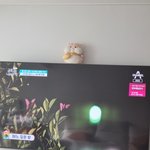 세상에 <b>넷플</b> 볼 거 없어서 금쪽이 보는 중