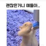 [댓글부탁해] 이 <b>햄</b><b>찌</b> 괜찮은걸까