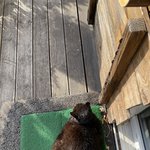 [댓글부탁해] 비만고양이 <b>한심</b>하다 추반