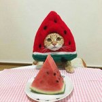 <b>귀염</b>뽀짝 냥이의 메뉴 소개