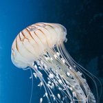 '에일리언 뷰티'라 불리는 바다 <b>생물</b>