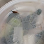 포장용기 위 바퀴<b>벌레</b>, 난리친 제가 예민한가요?