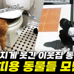 웃긴 <b>동물</b> 영상 레전드 2022 배꼽 빠지게 웃긴 강아지와 고양이