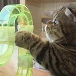 <b>찜닭</b> 맛잇겟네