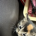 [댓글부탁해] 엔하이픈 좋아하는 고양이