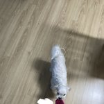 <b>말티</b>즌 왜케 작을까
