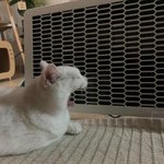 주의) 고양이 녹이기