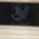 [고양이] 슬기로운 임보생활4[유기묘 임시보호하기]