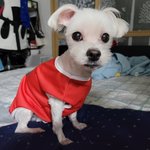 저희 <b>강아지</b> 몇살 같아요?