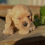 [NCT드림] 아니...마크리 왜 <b>치타</b>에서 왜 코카스파넬된거임..?!...