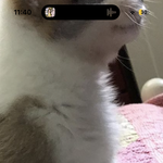 <b>울집</b> 강아지 발 너무 귀여움