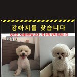 [댓글부탁해] 수원시 파장동 비숑 찾아요