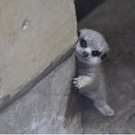 연말무대나 시상식 같은 거 립싱크