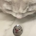 [드루와] 고양이 키우는 사람 특
