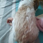 강아지가 내 손 깔고 <b>누움</b>