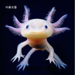 이게 <b>실존</b>하는 동물이라고?