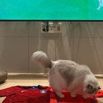 [고양이] 오랜만에 방구 등장 ｡◠‿◠｡ !