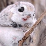 '하늘 다람쥐' 보기 전엔 귀여움을 논하지 <b>말자</b>