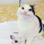 [NCT드림] <b>예의</b>바른고양이 천러
